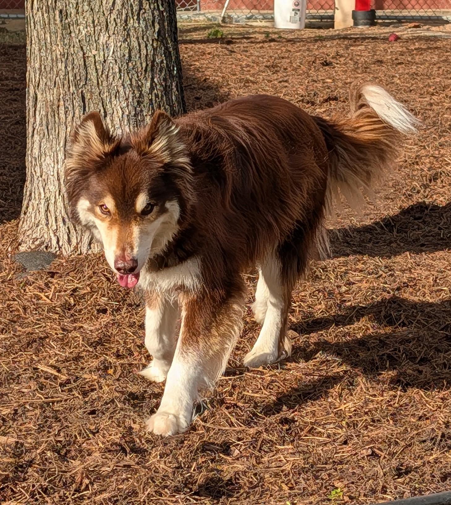 Enlarge Kylo* A216104, an adopted mixed breed in Plano, TX image 5/6
