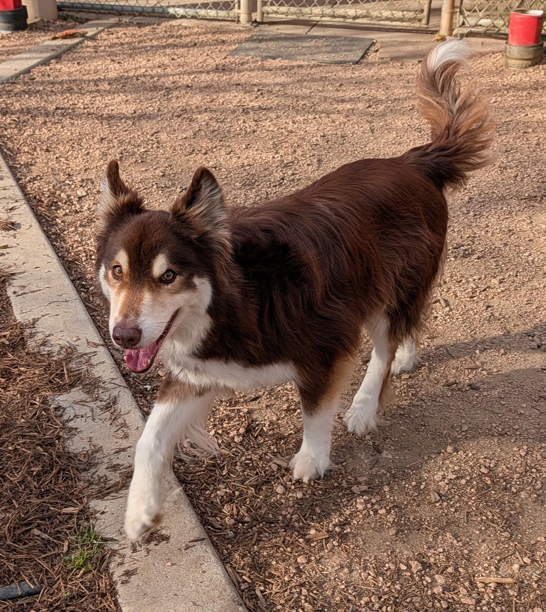 Enlarge Kylo* A216104, an adopted mixed breed in Plano, TX image 3/6