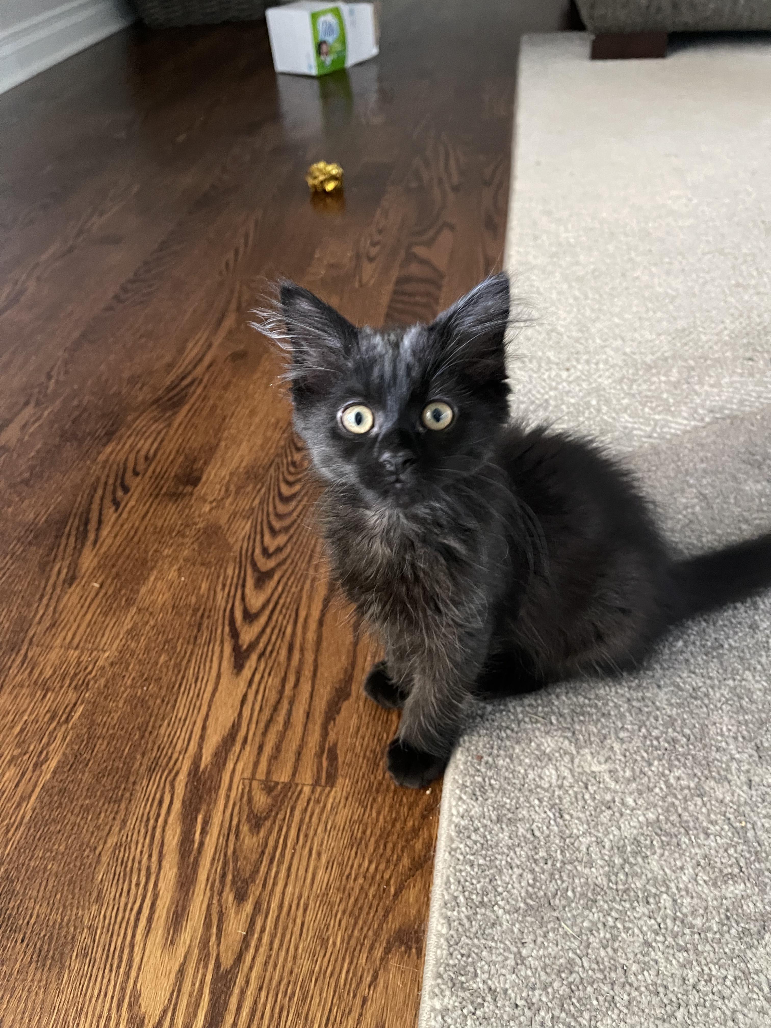 Aurora - Adopted 7/26/26, an adopted Domestic Long Hair in Livonia, MI image 3/5