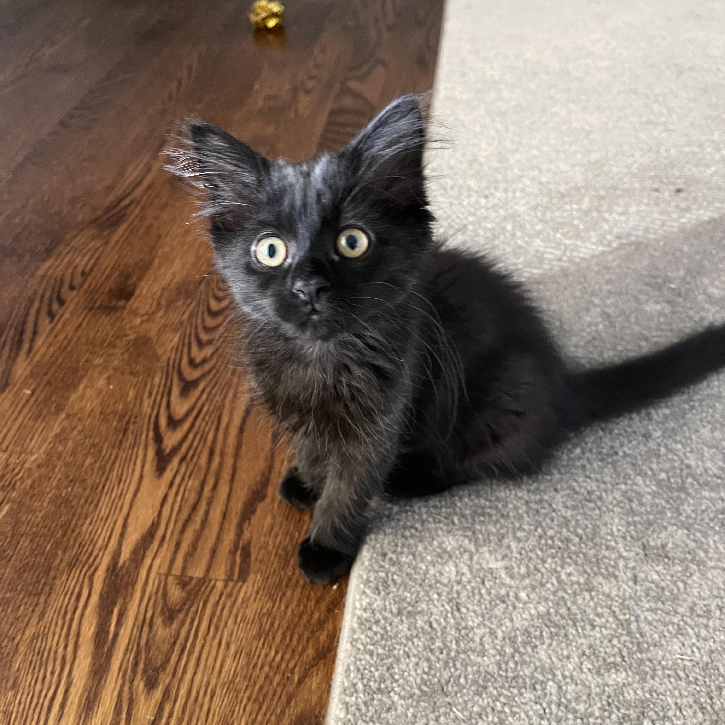 Aurora - Adopted 7/26/26, adopted, Kitten Female Domestic Long Hair.