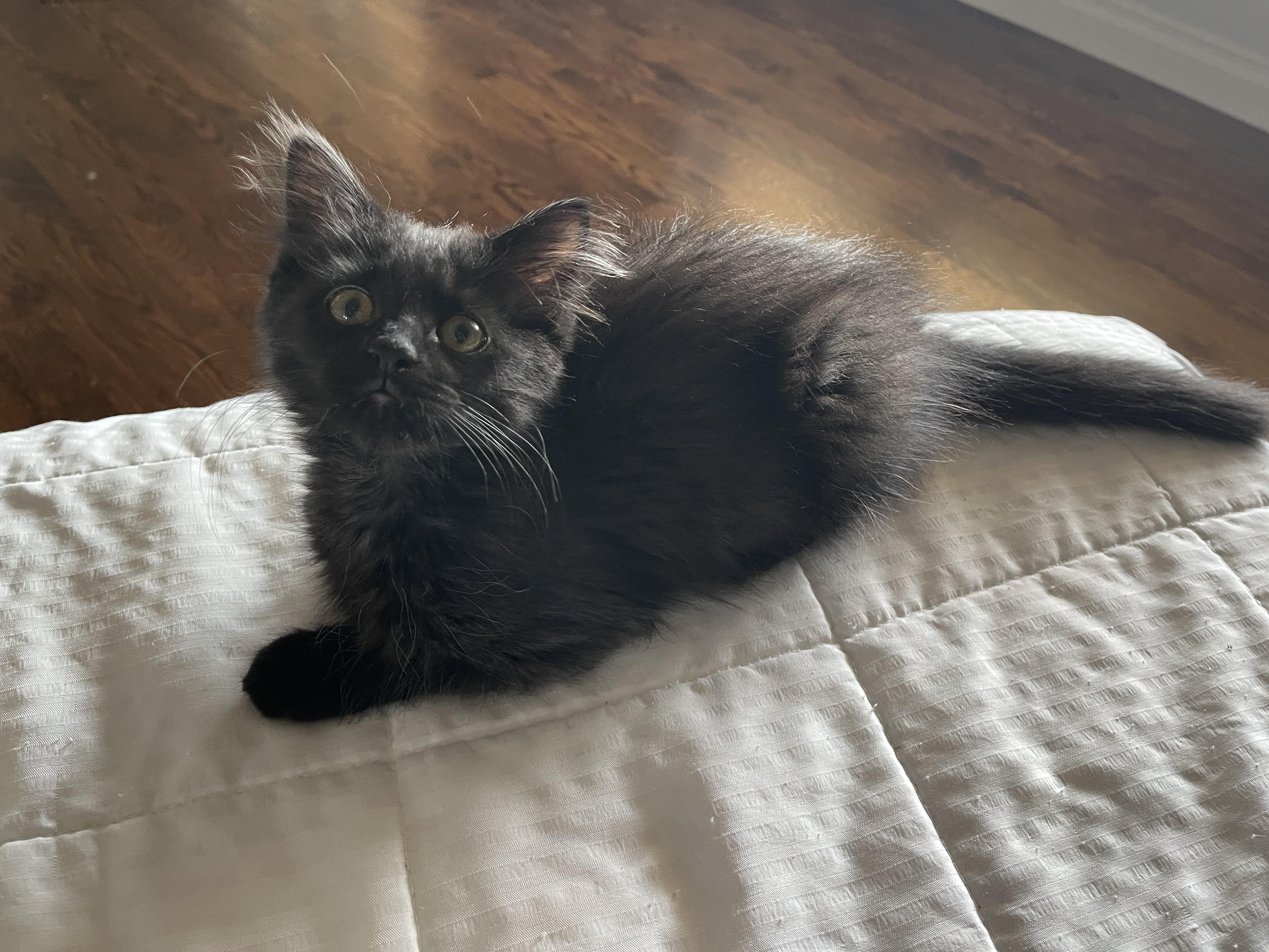 Aurora - Adopted 7/26/26, an adopted Domestic Long Hair in Livonia, MI image 2/5