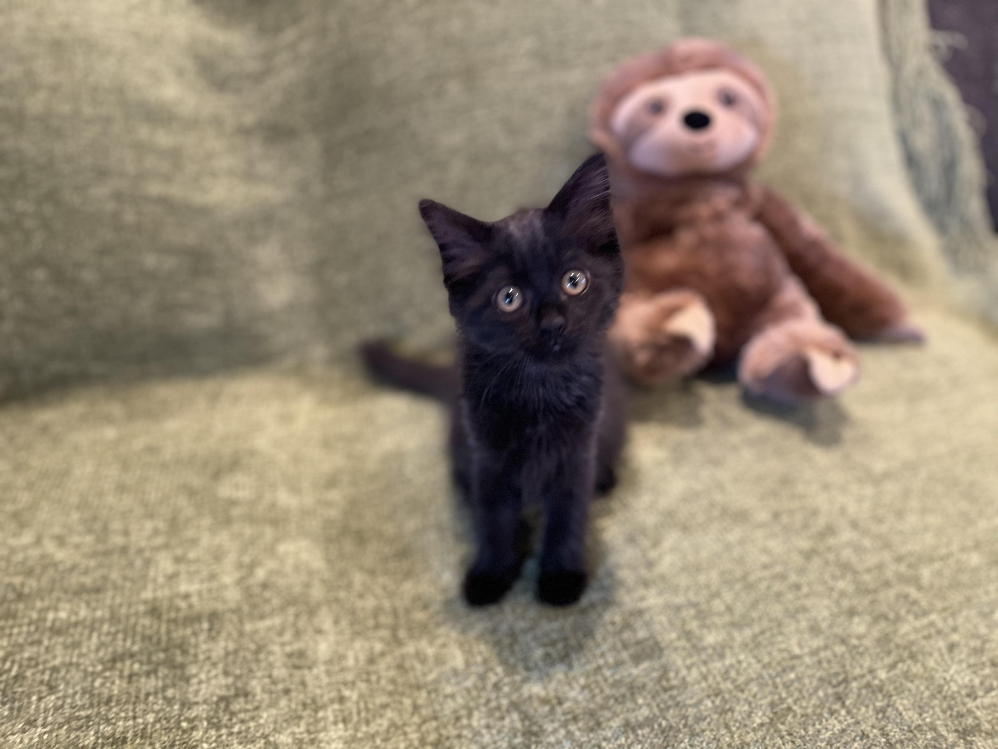 Aurora - Adopted 7/26/26, an adopted Domestic Long Hair in Livonia, MI image 4/5