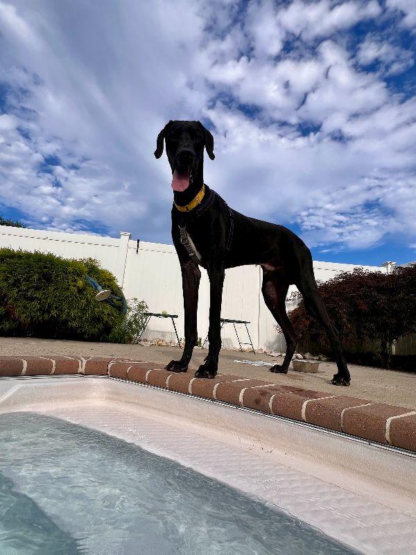 Enlarge Ronan, a ADOPTABLE Great Dane in Pine Beach, NJ image 1/3