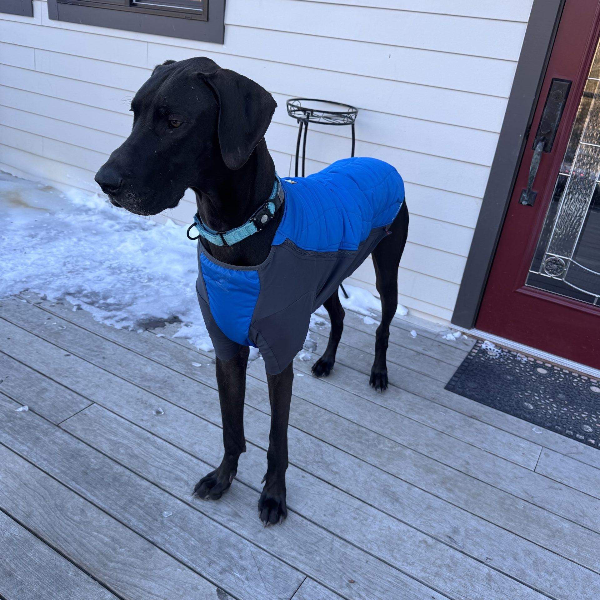 Enlarge Ronan, a ADOPTABLE Great Dane in Pine Beach, NJ image 5/5