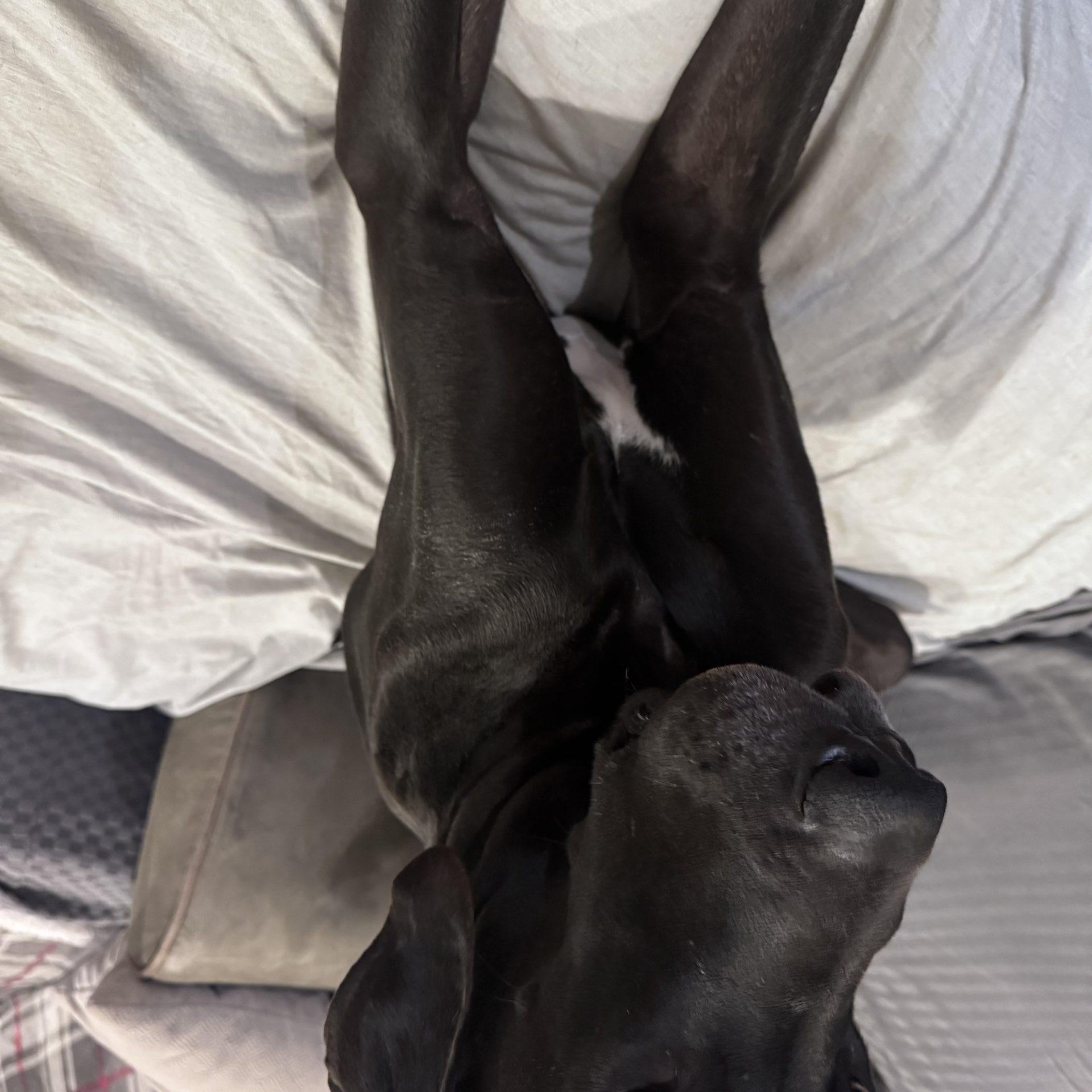 Enlarge Ronan, a ADOPTABLE Great Dane in Pine Beach, NJ image 4/5