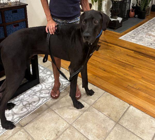 Enlarge Ronan, a ADOPTABLE Great Dane in Pine Beach, NJ image 2/3