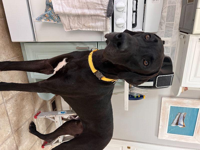 Enlarge Ronan, a ADOPTABLE Great Dane in Pine Beach, NJ image 3/3