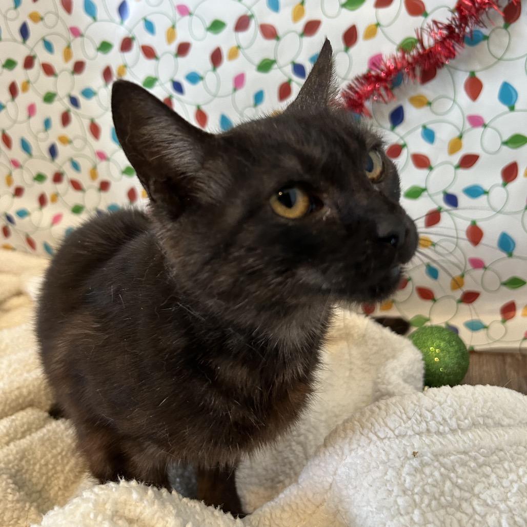 Enlarge Juniper, a Adoptable mixed breed in Hattiesburg, MS image 1/6