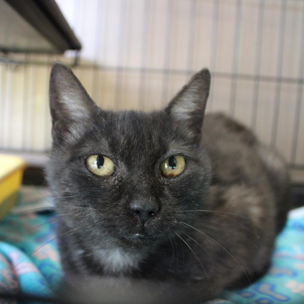 Enlarge Juniper, a Adoptable mixed breed in Hattiesburg, MS image 2/6