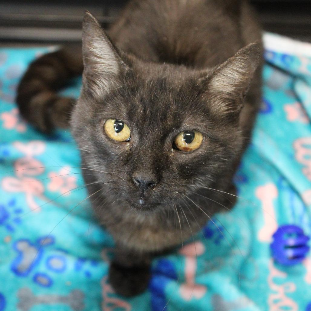 Enlarge Juniper, a Adoptable mixed breed in Hattiesburg, MS image 4/6