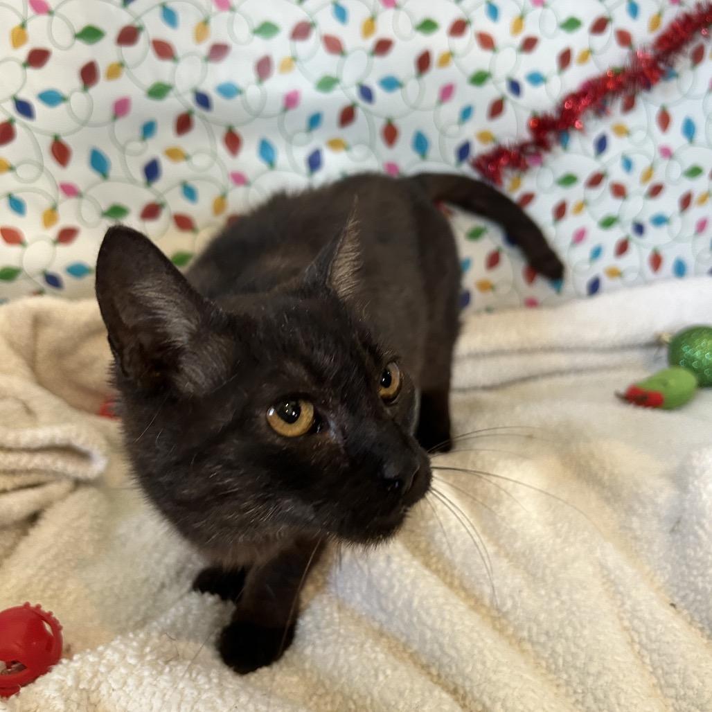 Enlarge Juniper, a Adoptable mixed breed in Hattiesburg, MS image 5/6