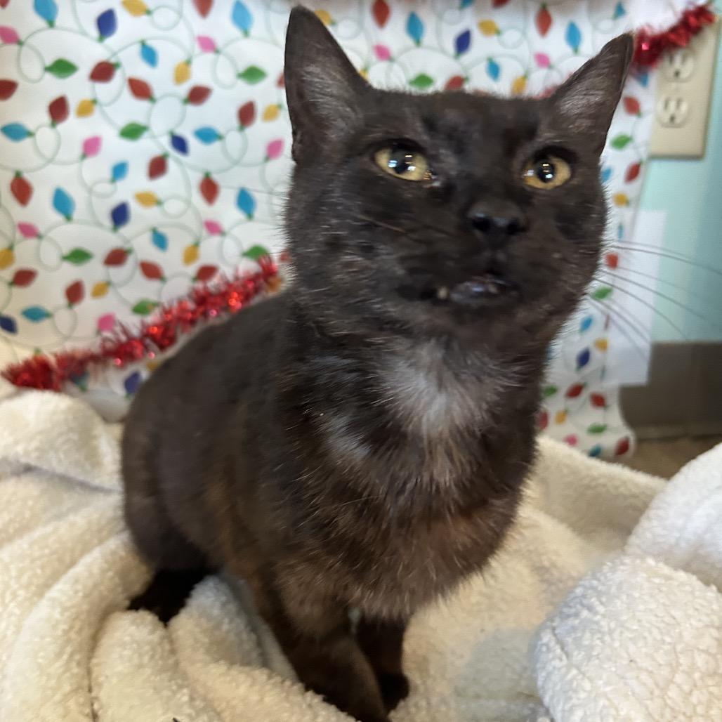 Enlarge Juniper, a Adoptable mixed breed in Hattiesburg, MS image 6/6