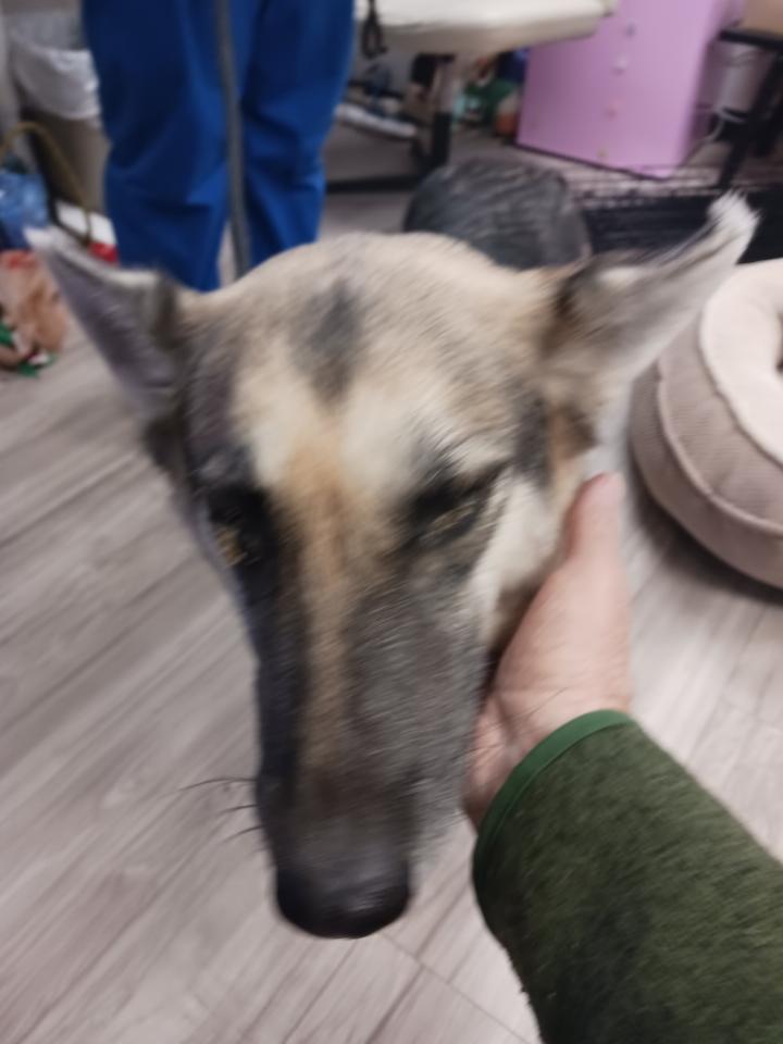 Enlarge Cassidy, a Adoptable mixed breed in New Rochelle, NY image 3/6