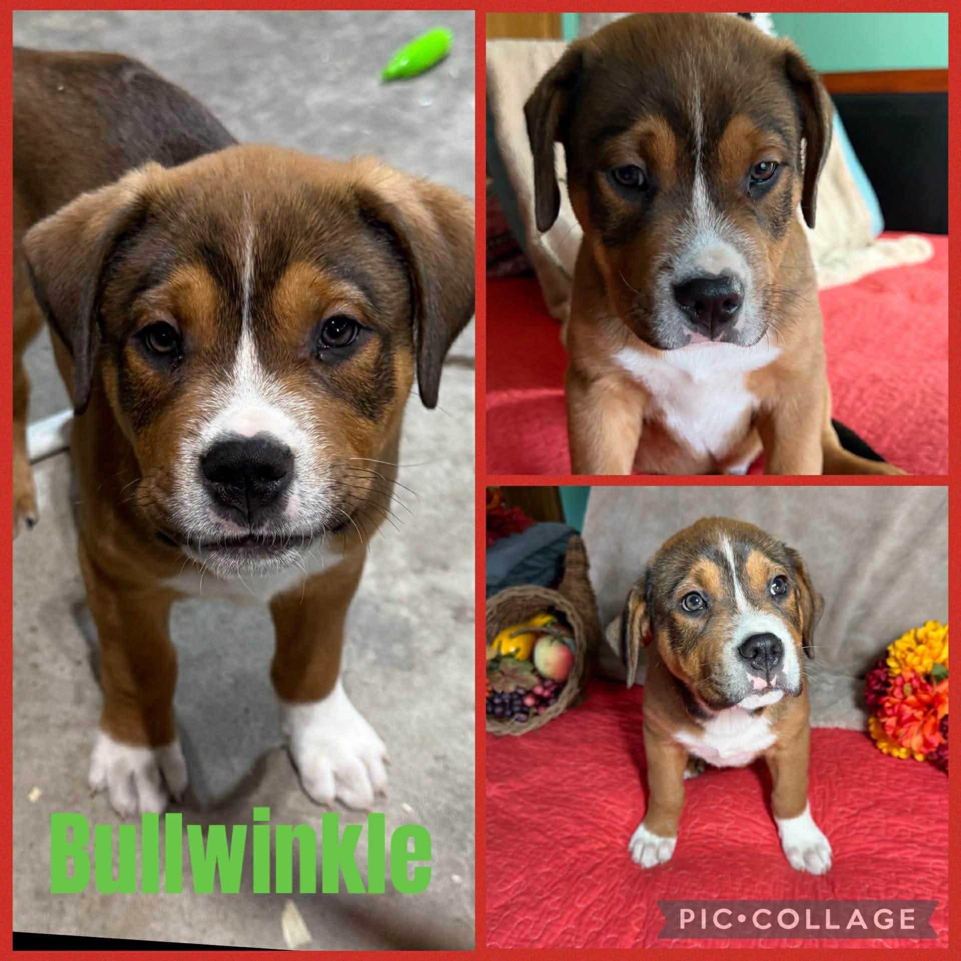 Enlarge Bullwinkle, a Adoptable mixed breed in Saginaw, MI image 1/1
