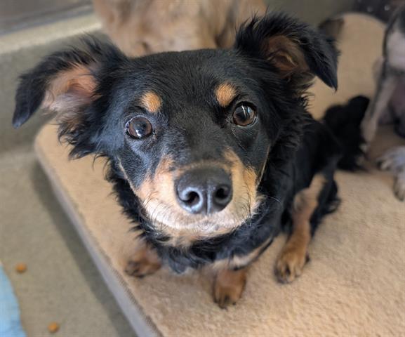 TURTLE, Adoptable, Young Female Terrier & Mixed Breed.