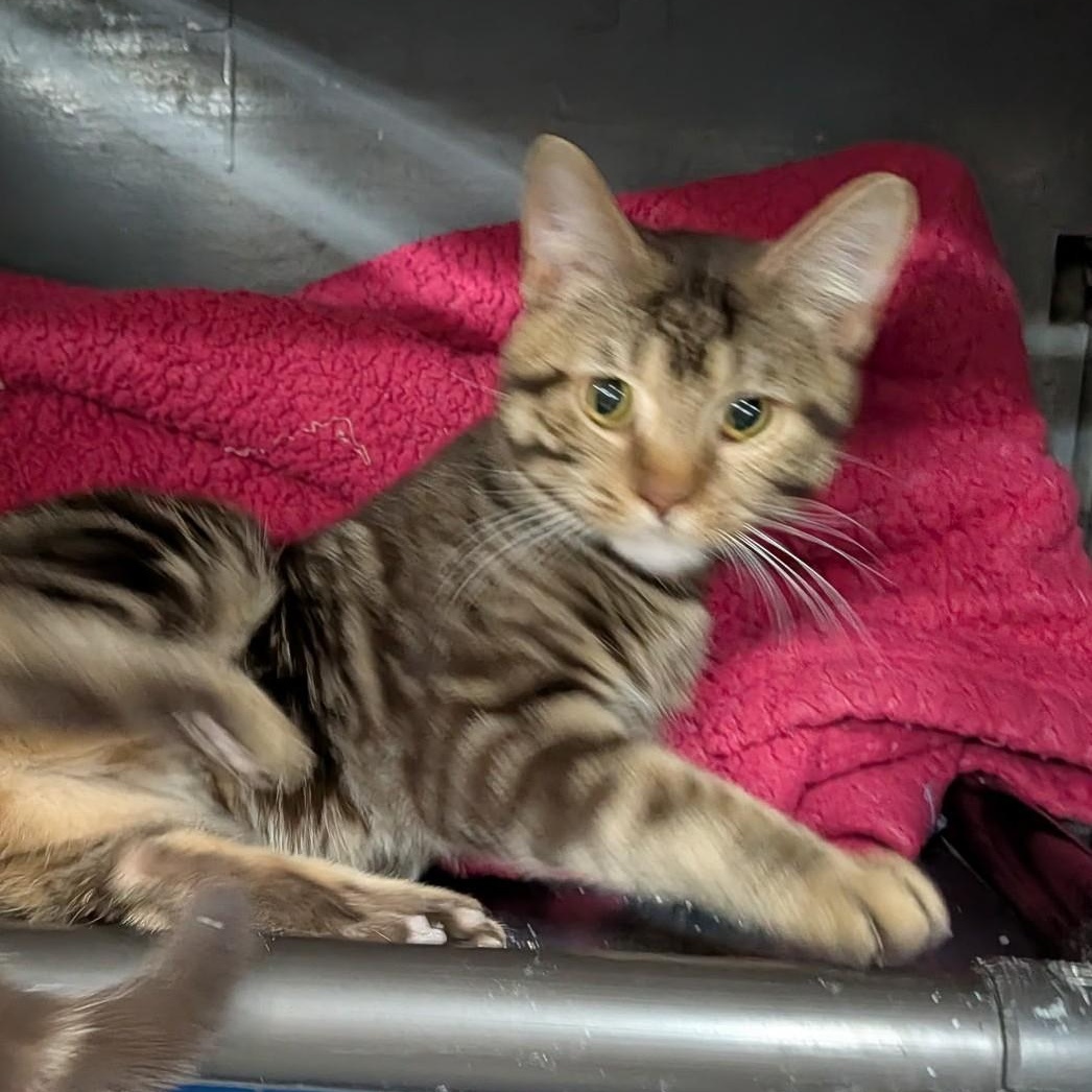 Enlarge Mark, an adopted Tabby in Wilmington, OH image 3/3