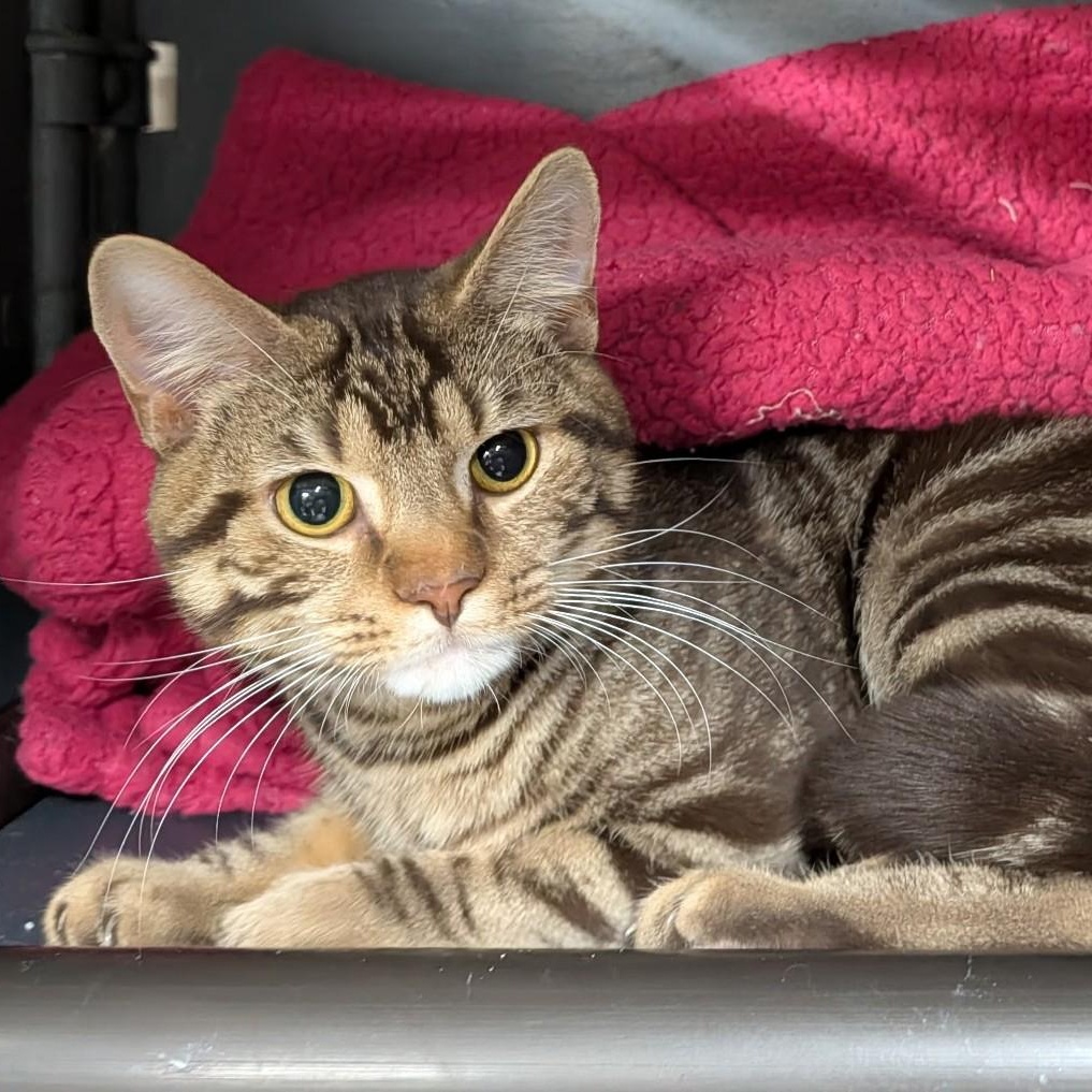 Enlarge Mark, an adopted Tabby in Wilmington, OH image 1/3