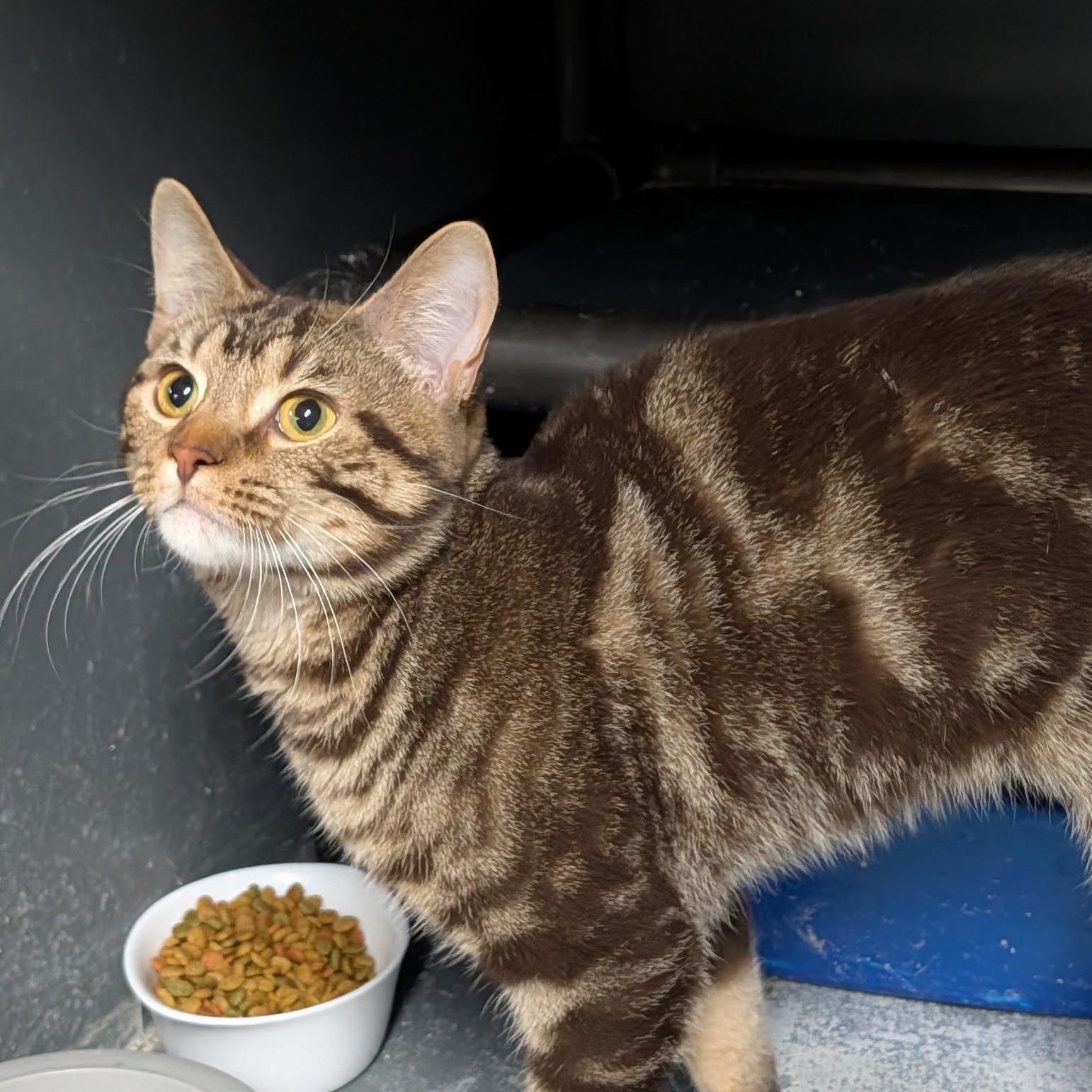 Enlarge Mark, an adopted Tabby in Wilmington, OH image 2/3