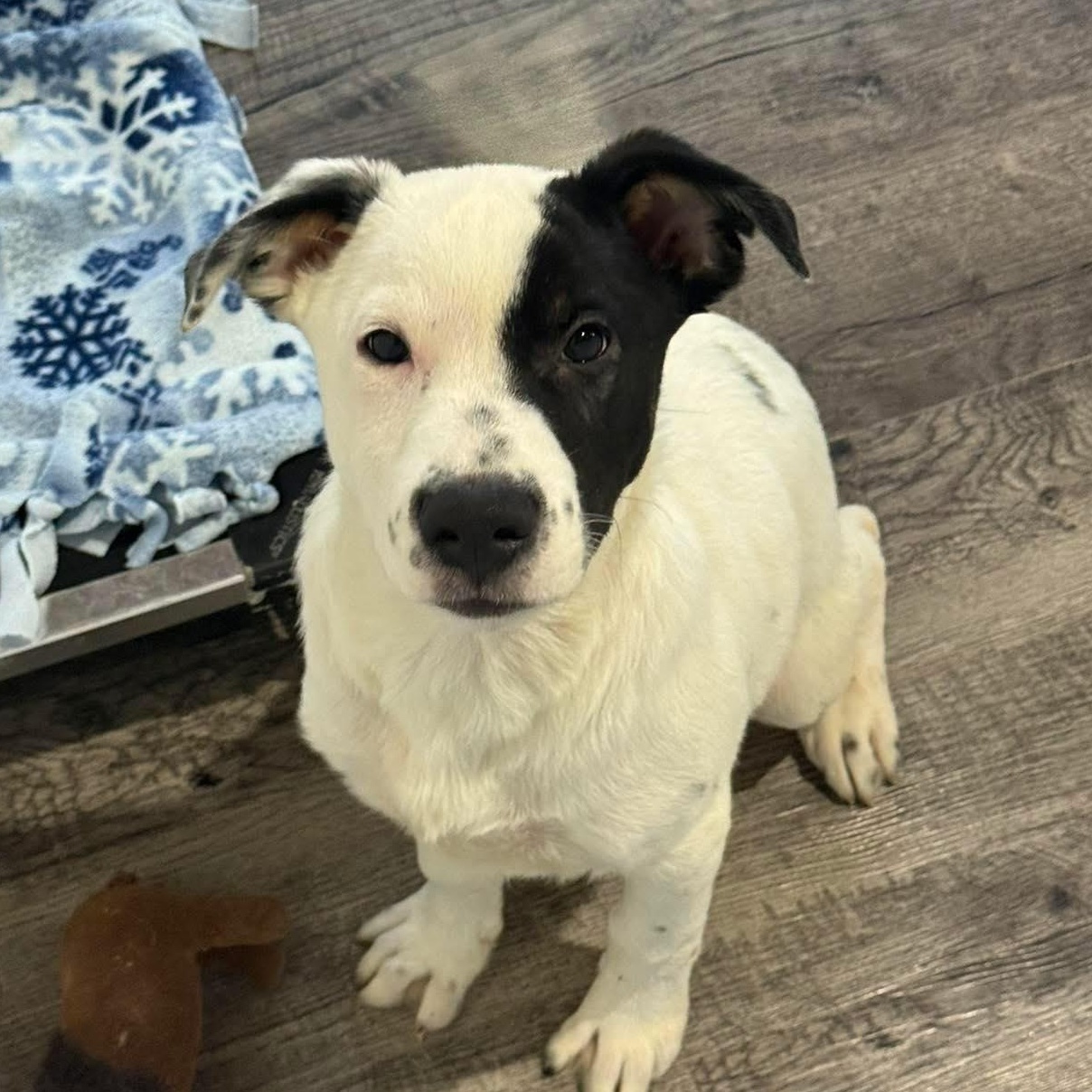 Enlarge Dash, a ADOPTABLE mixed breed in Alma, MI image 1/1