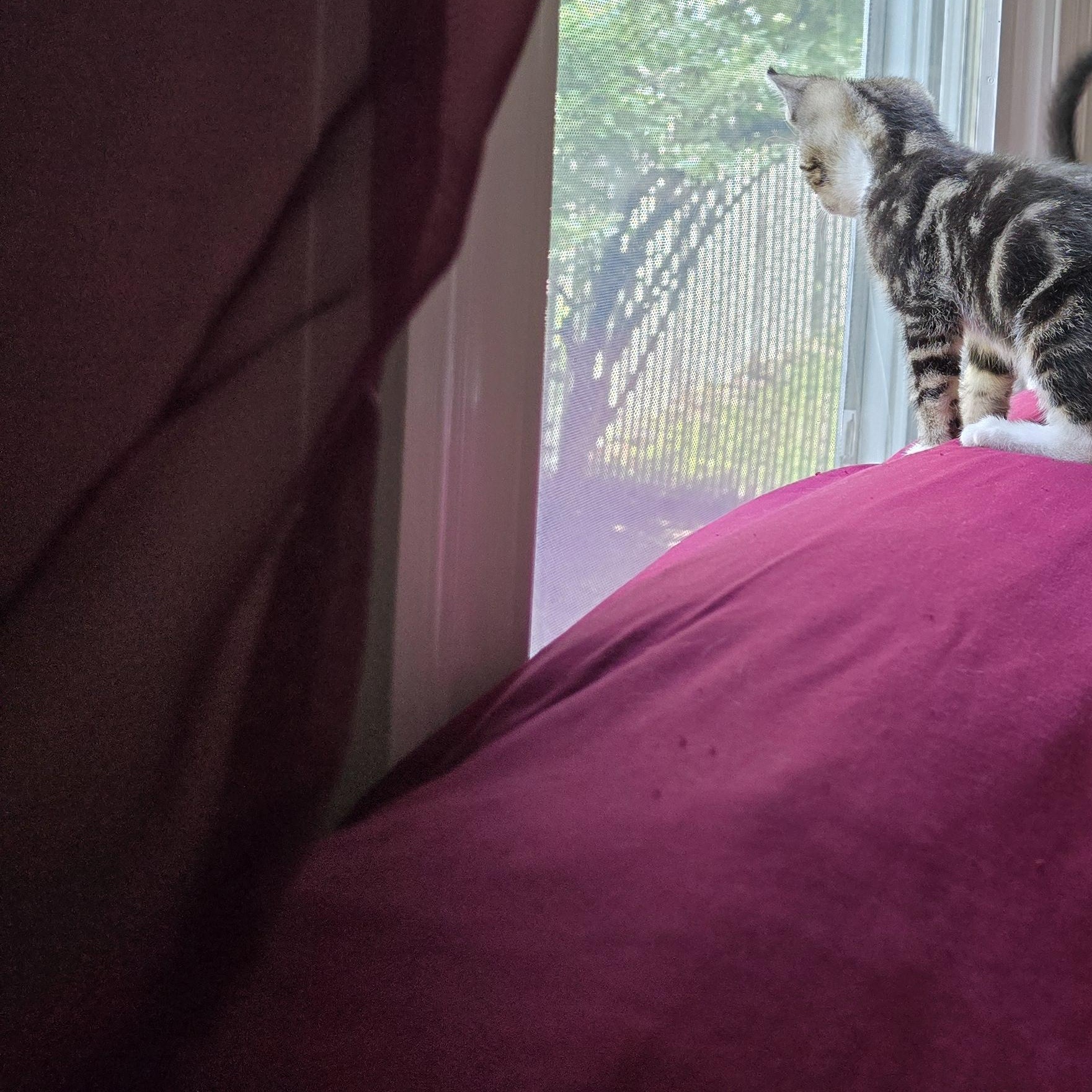 Enlarge Ted, a Adopted Tabby in Woodbridge, NJ image 2/4