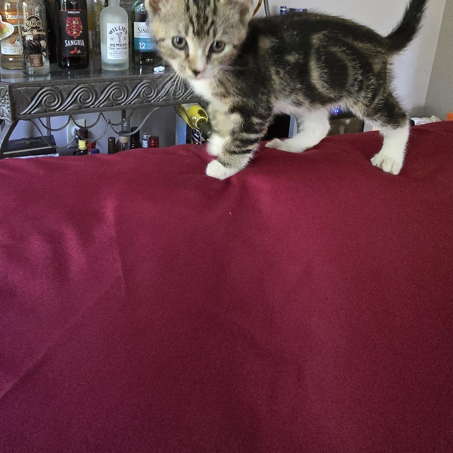 Enlarge Ted, a Adopted Tabby in Woodbridge, NJ image 4/4