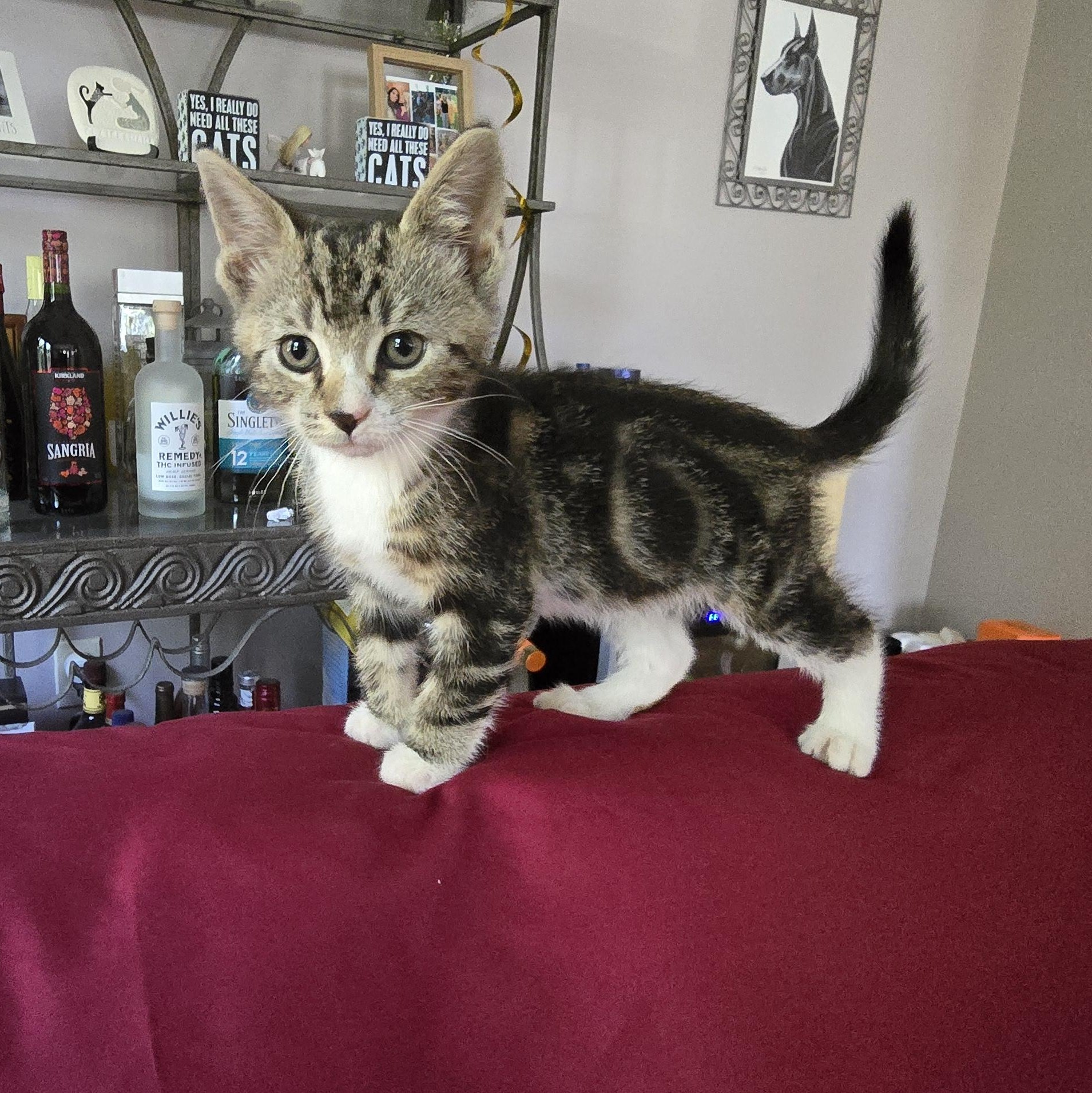 Ted, Adopted, Kitten Male Tabby.