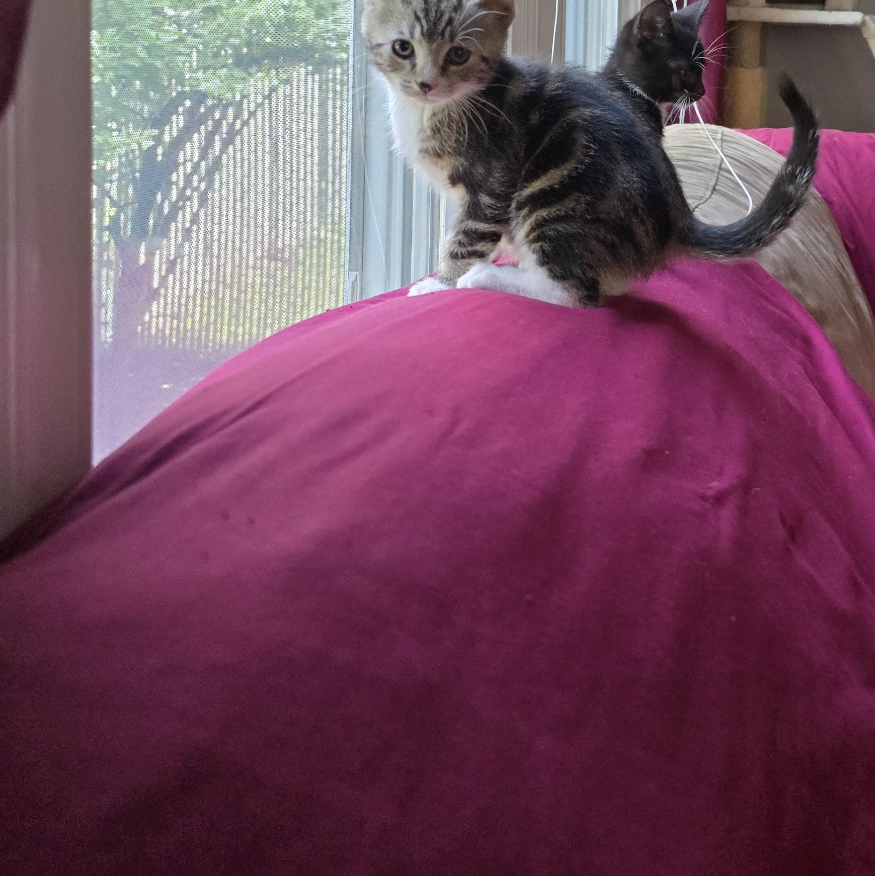 Enlarge Ted, a Adopted Tabby in Woodbridge, NJ image 3/4