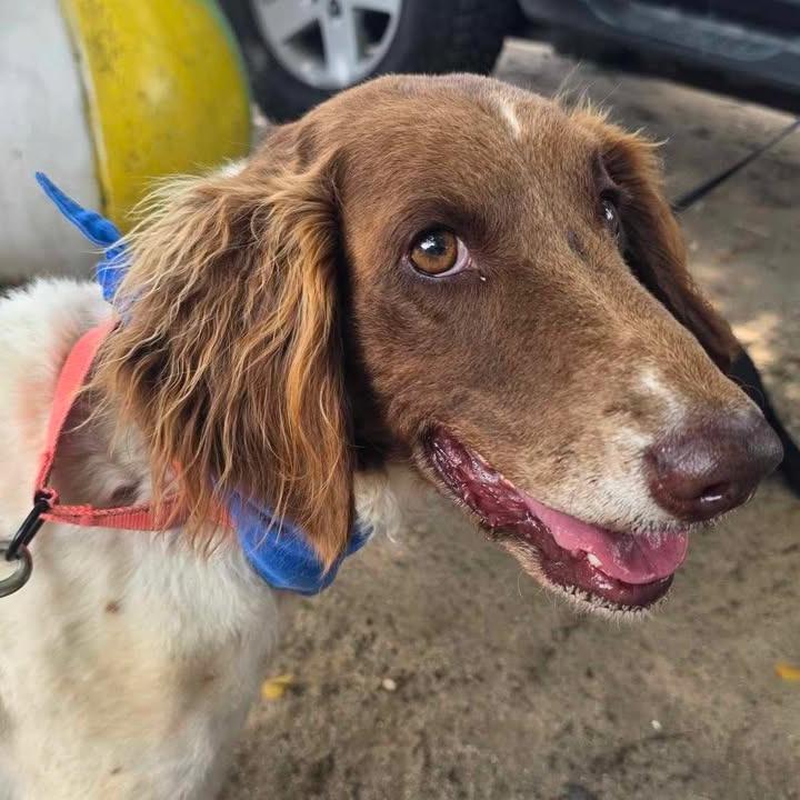 Enlarge Atta Girl Parker (Attie), a Adoptable Poodle in Vieques, PR image 1/4
