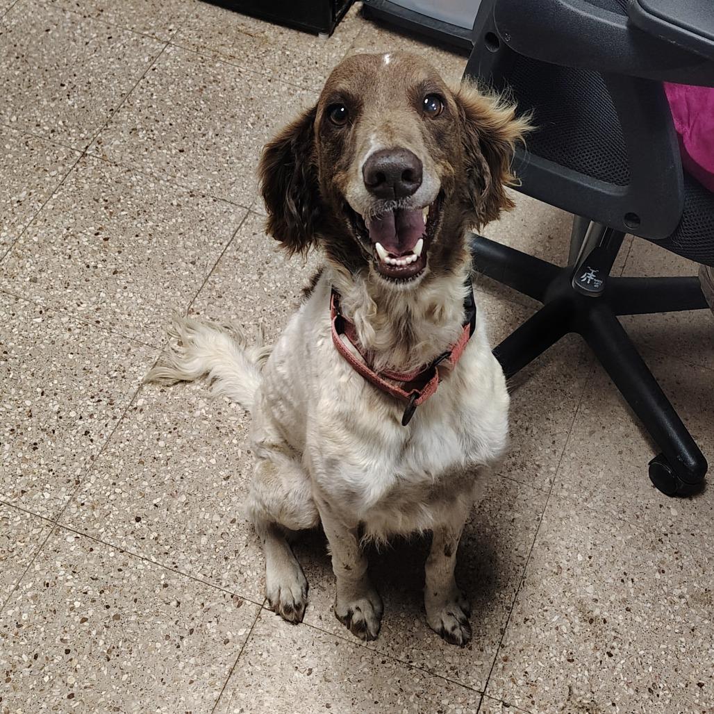 Atta Girl (Attie), a Adoptable mixed breed in Morristown, NJ image 2/6