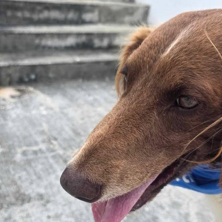 Enlarge Atta Girl Parker (Attie), a Adoptable Poodle in Vieques, PR image 2/4