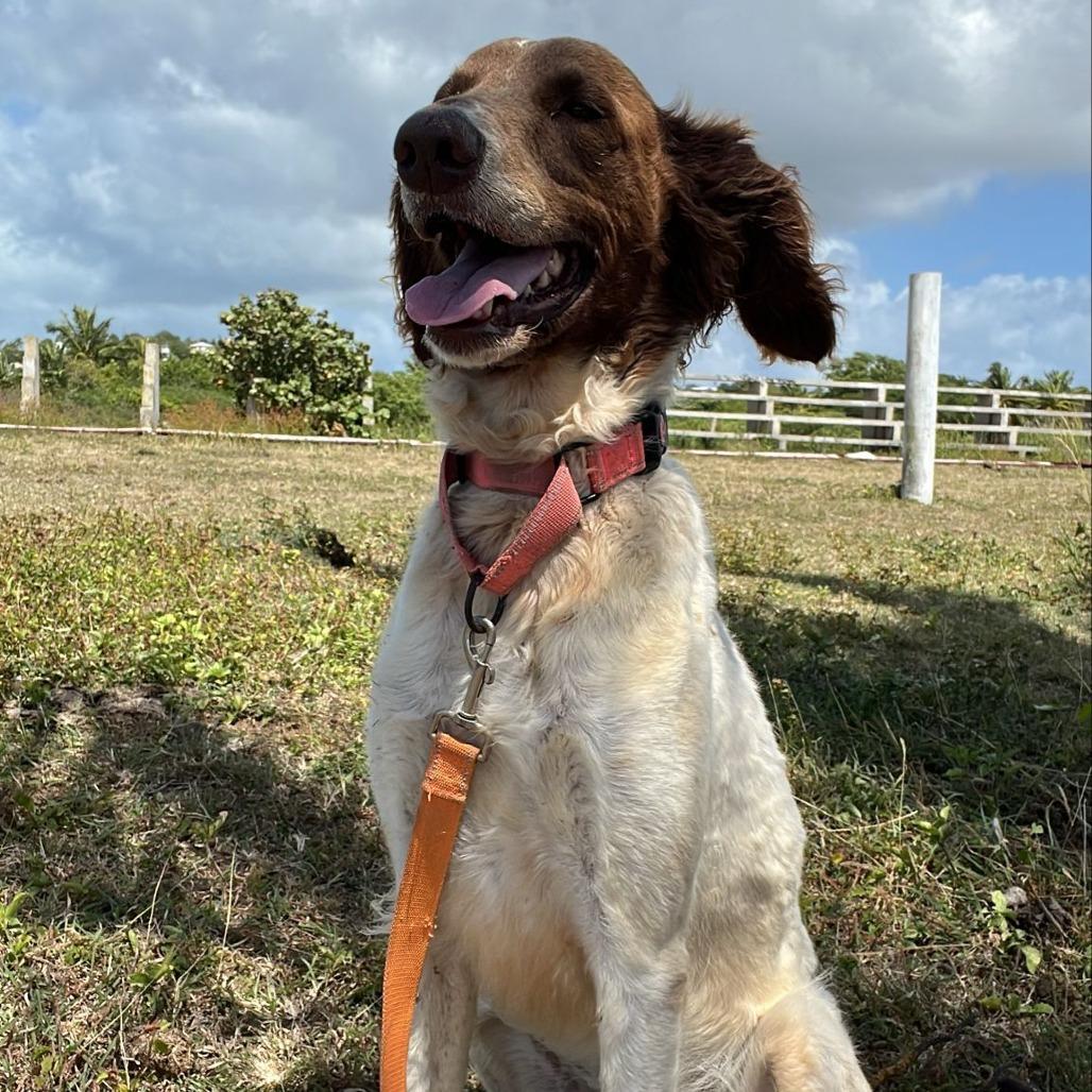 Atta Girl (Attie), a Adoptable mixed breed in Morristown, NJ image 3/6