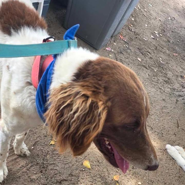 Enlarge Atta Girl Parker (Attie), a Adoptable Poodle in Vieques, PR image 3/4