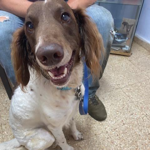 Enlarge Atta Girl Parker (Attie), a Adoptable Poodle in Vieques, PR image 4/4