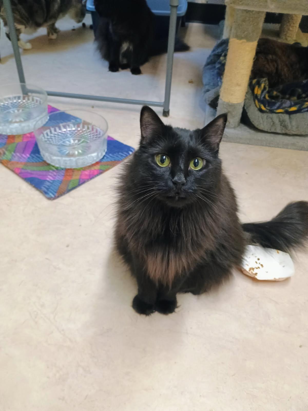 Pearl, Adoptable, Young Female Domestic Long Hair.