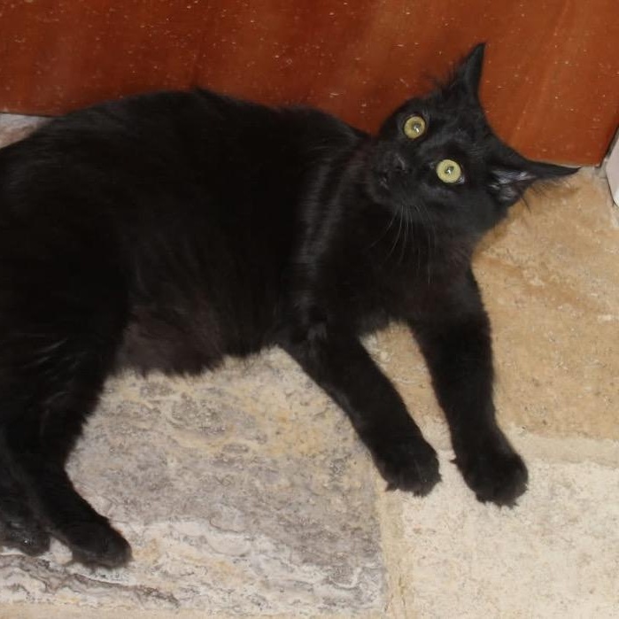 Enlarge Pearl, a Adoptable mixed breed in Sherwood, OR image 2/4