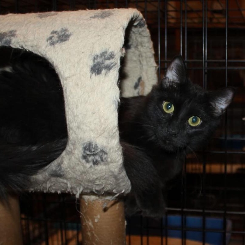 Enlarge Pearl, a Adoptable mixed breed in Sherwood, OR image 4/4