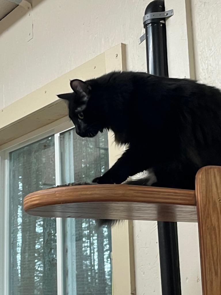 Enlarge Pearl, a Adoptable mixed breed in Sherwood, OR image 3/4