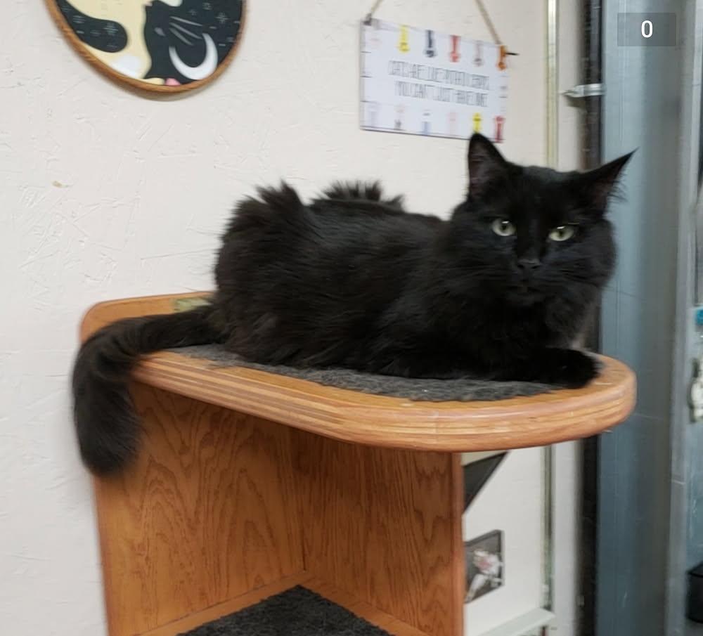 Enlarge Pearl, a Adoptable mixed breed in Sherwood, OR image 1/4