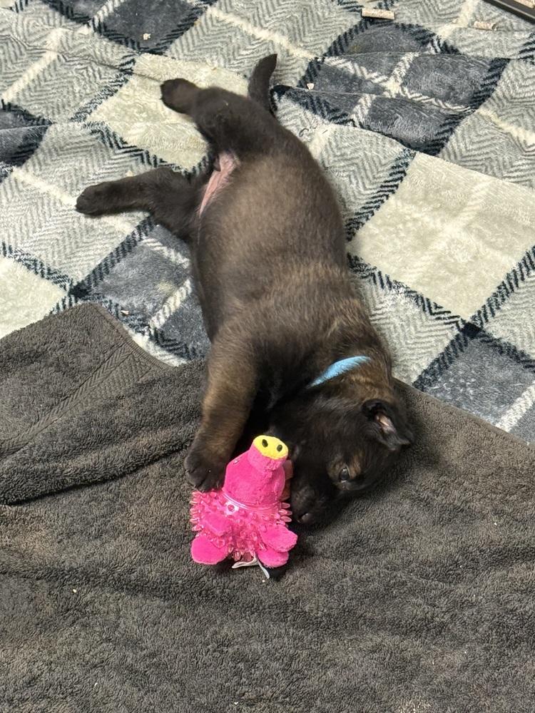 Lakeland Lookers - Skye - Located in FL — thumbnail 4