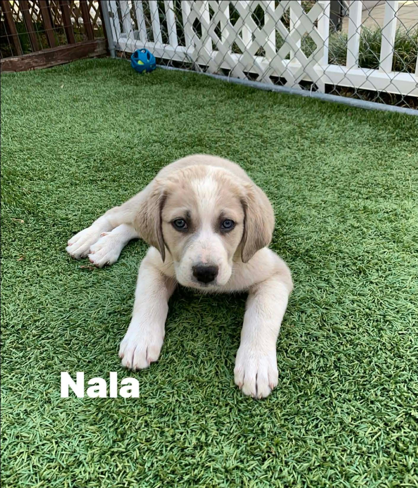 Enlarge Nala, an adopted mixed breed in Douglas, MA image 2/3