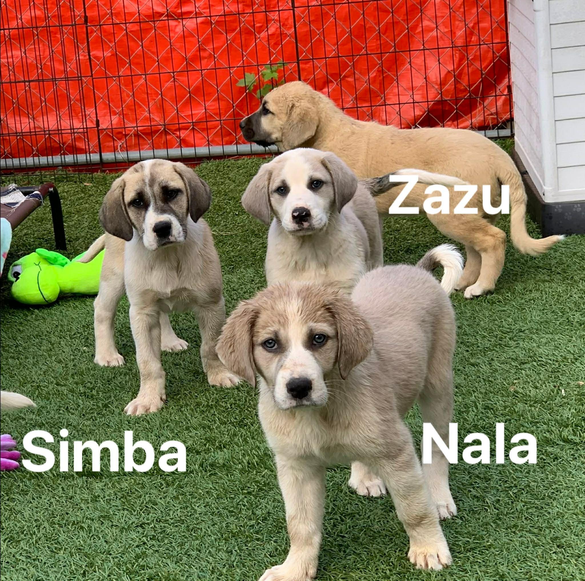 Enlarge Nala, an adopted mixed breed in Douglas, MA image 3/3