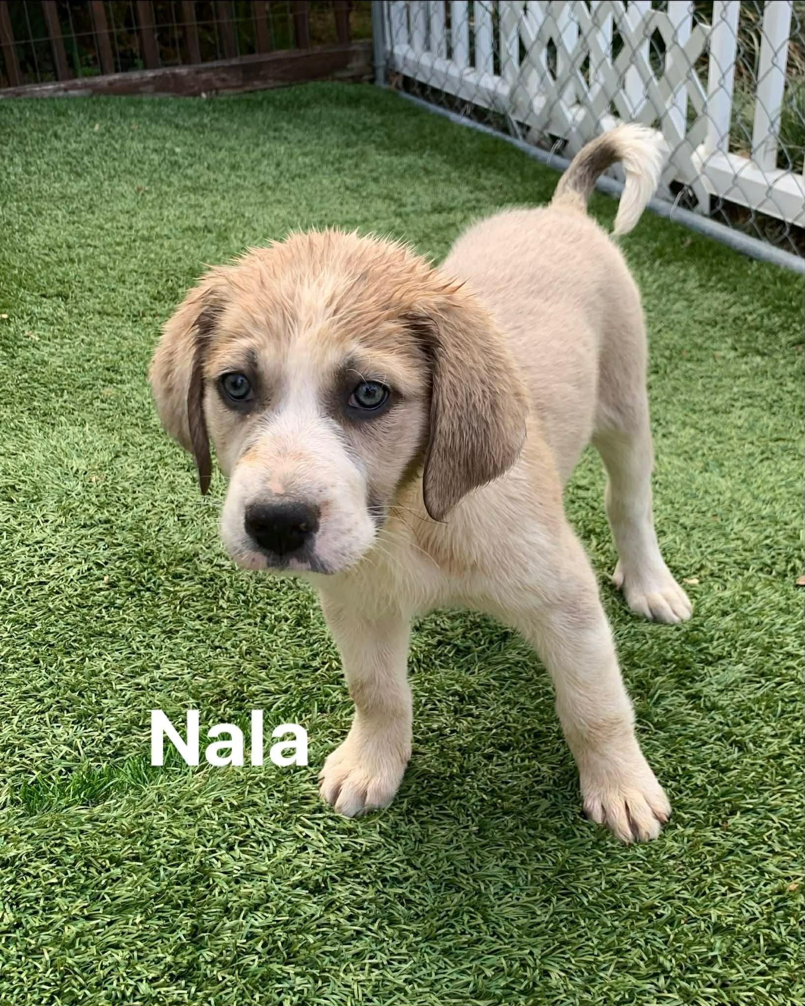 Nala, adopted, Puppy Female Great Pyrenees & Hound.