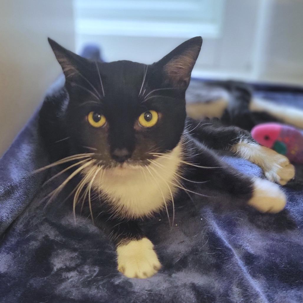 Hot Dog Flavored Water, Adoptable, Adult Male Domestic Short Hair.