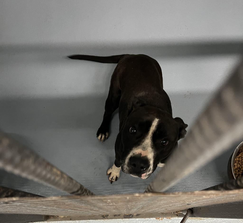 Franny, Adoptable, Young Female Pit Bull Terrier.