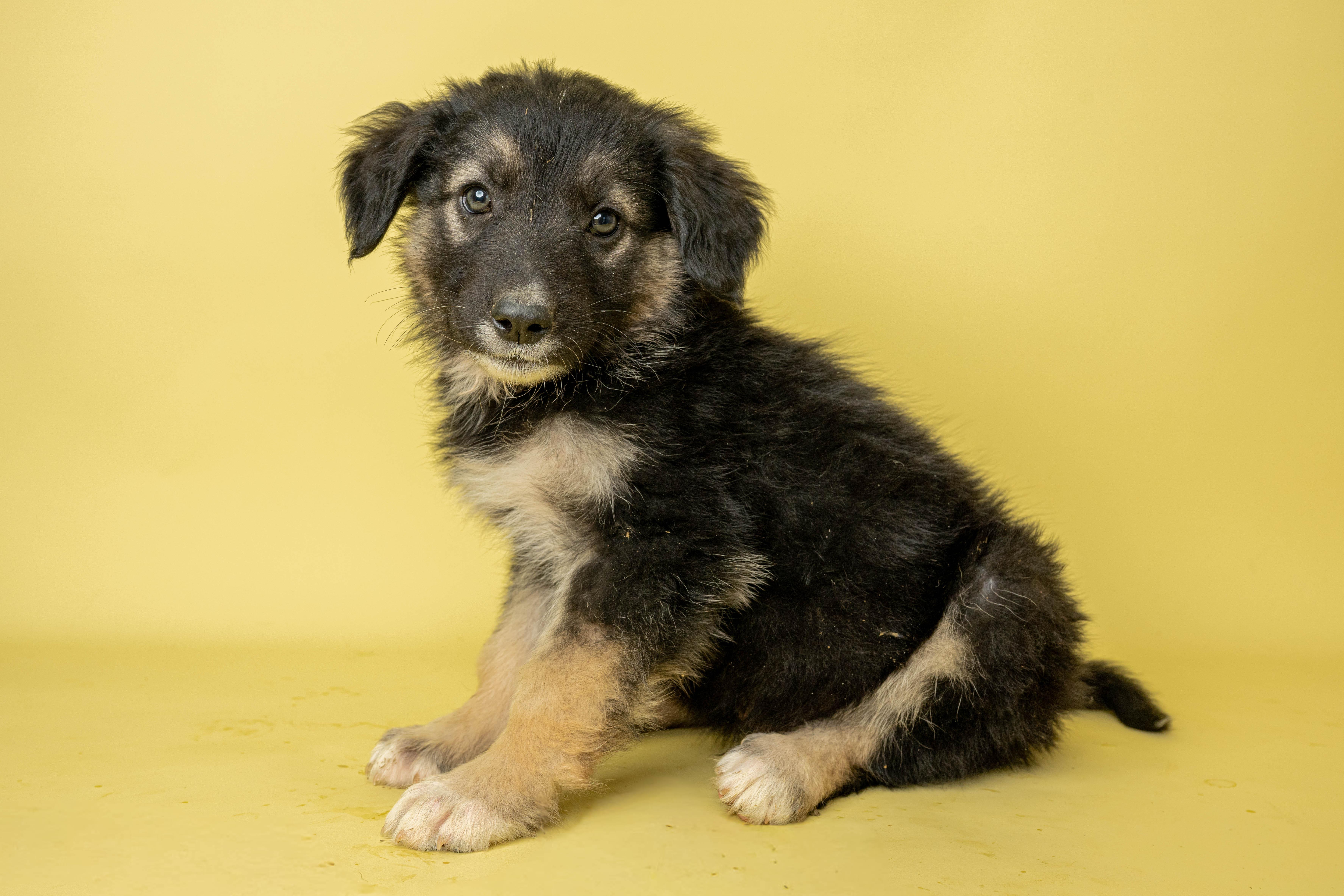 Mr Munch, a ADOPTABLE Mixed Breed in Rock Springs, WY image 3/3