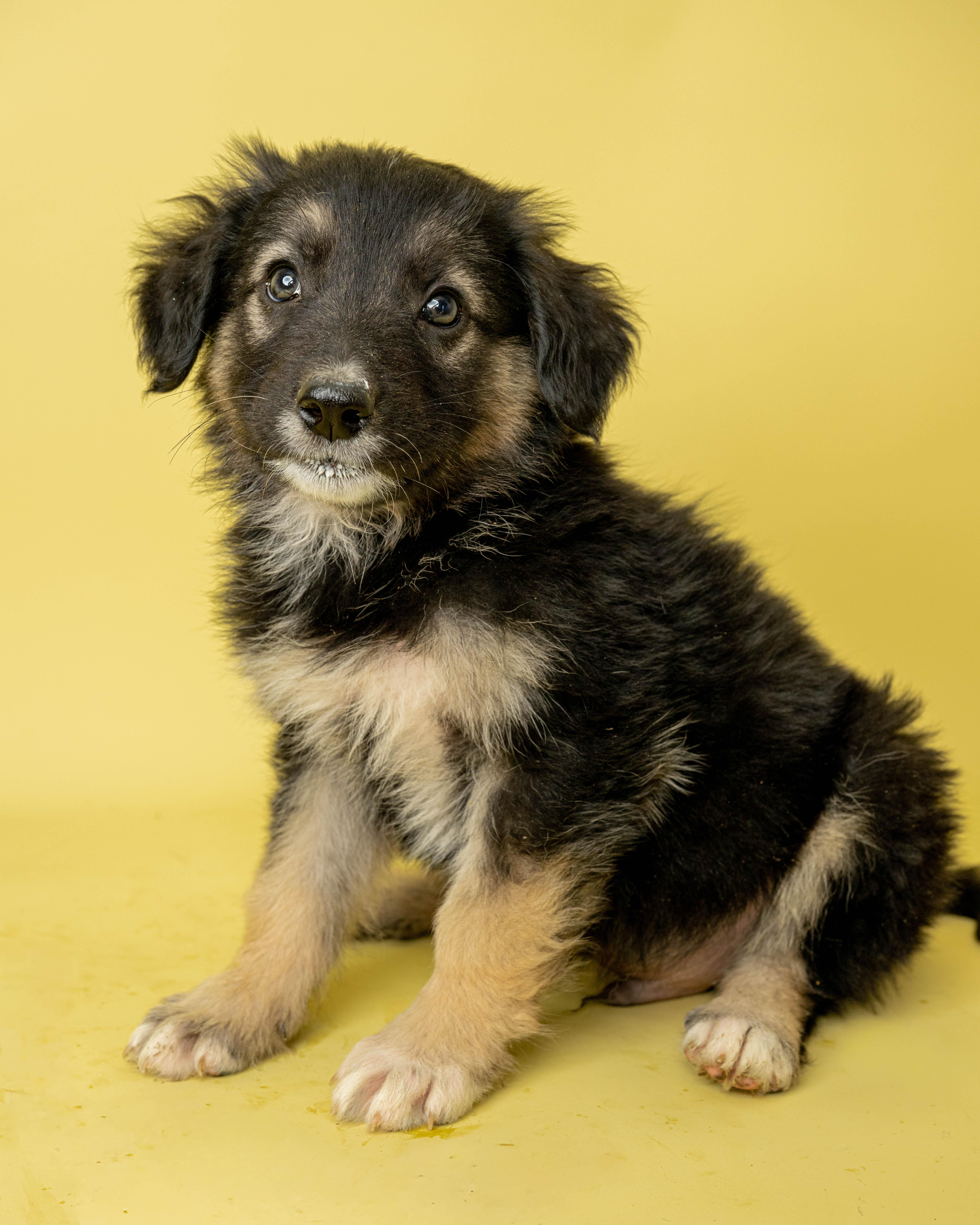 Mr Munch, a ADOPTABLE Mixed Breed in Rock Springs, WY image 1/3