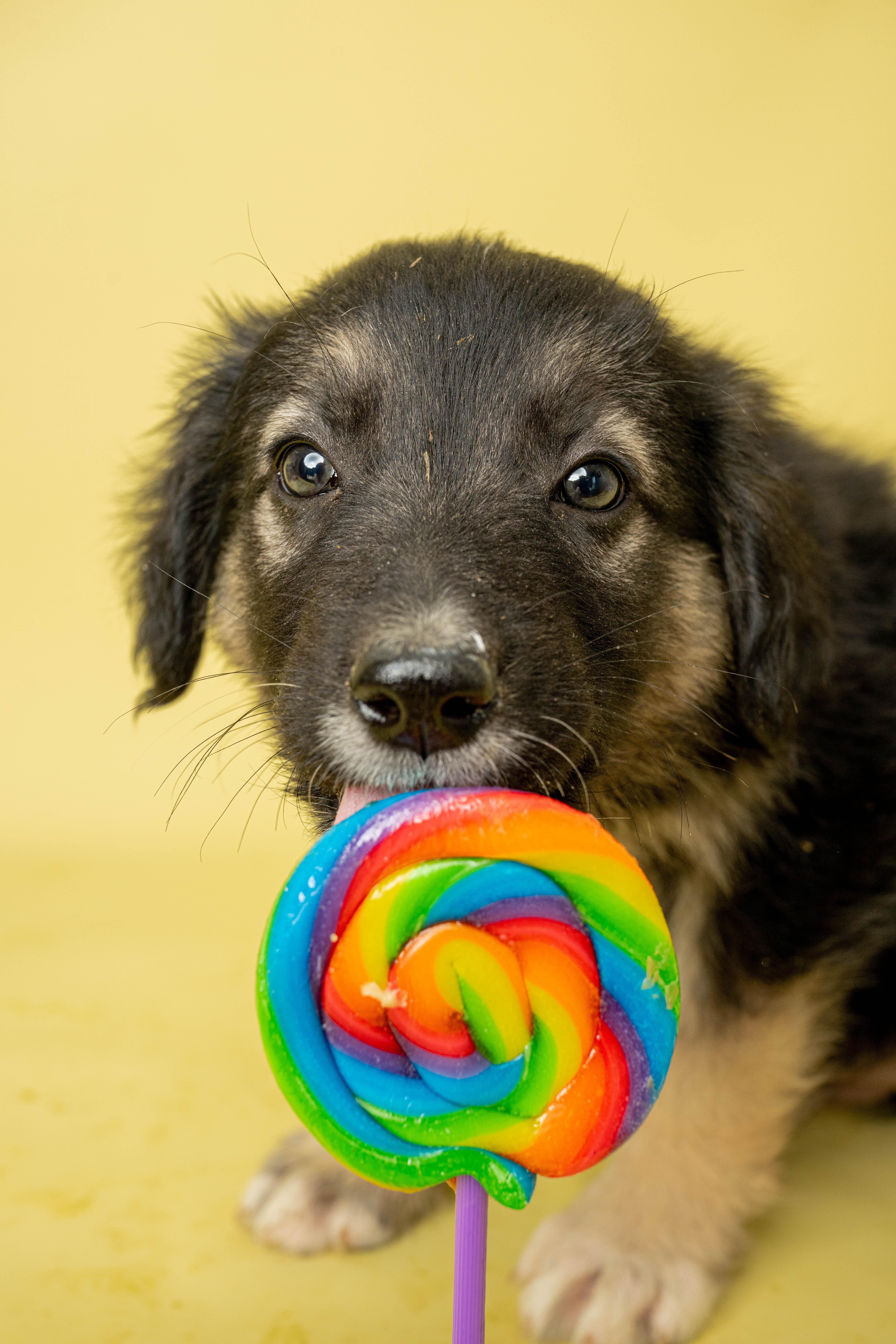 Mr Munch, a ADOPTABLE Mixed Breed in Rock Springs, WY image 2/3