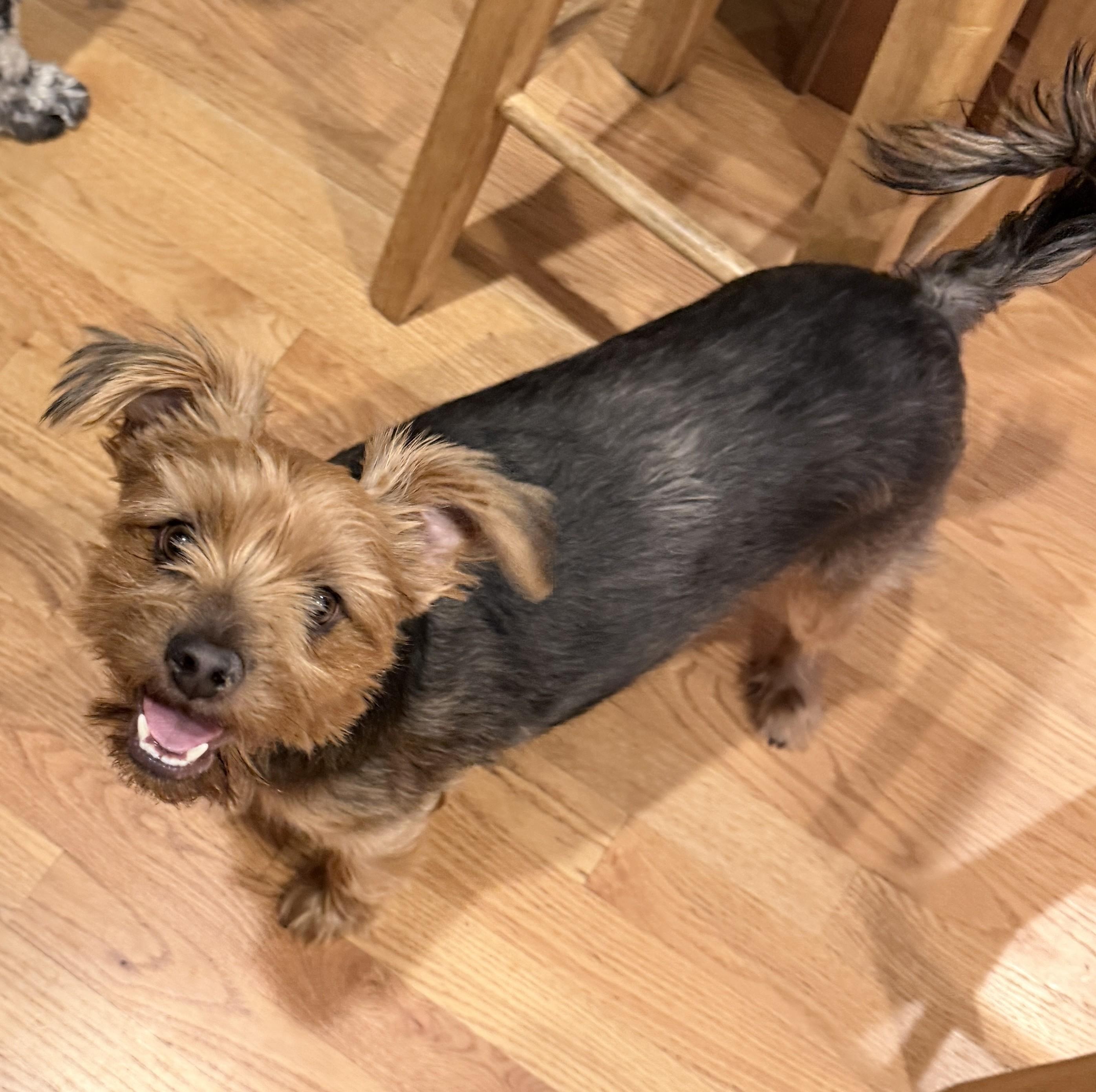 Enlarge Rocky, a Adopted Yorkshire Terrier in Albany, NY image 2/2