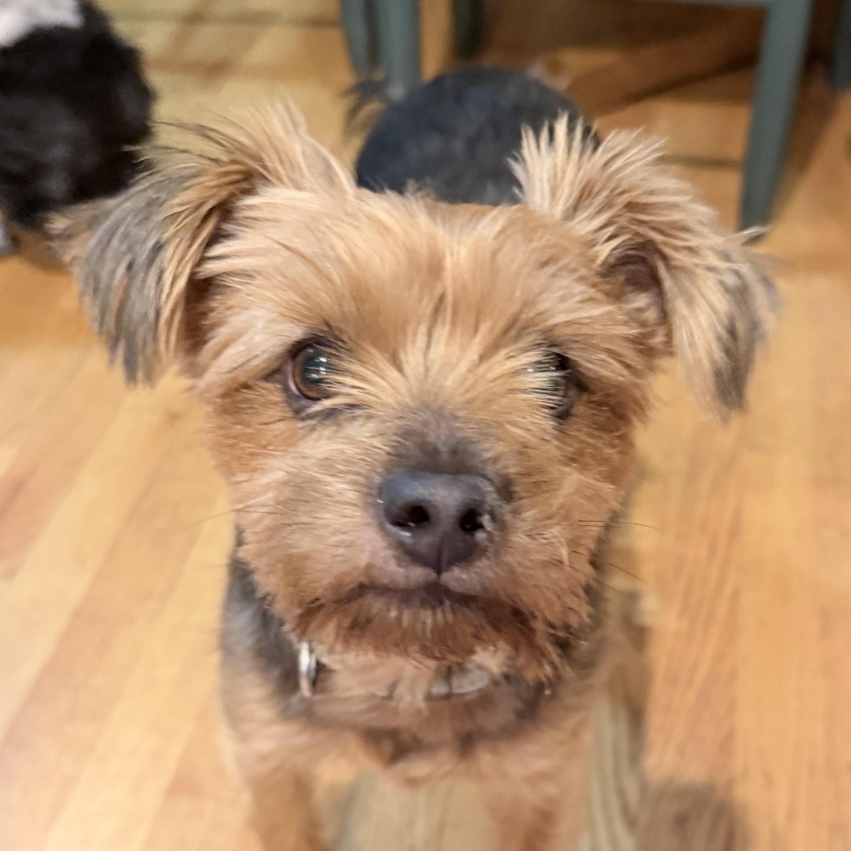 Rocky, Adopted, Young Male Yorkshire Terrier.