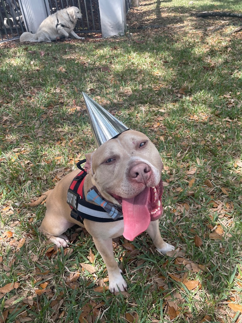 Enlarge Dusty, a Adoptable mixed breed in Palm springs, FL image 1/12